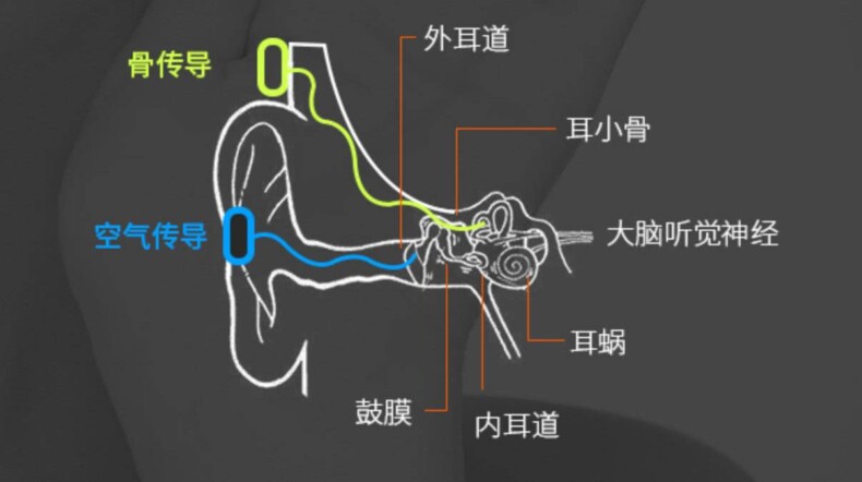 自己听自己的声音和别人听到的不一样,详解声音传递原理