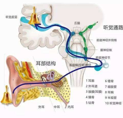 自己听自己的声音和别人听到的不一样,详解声音传递原理