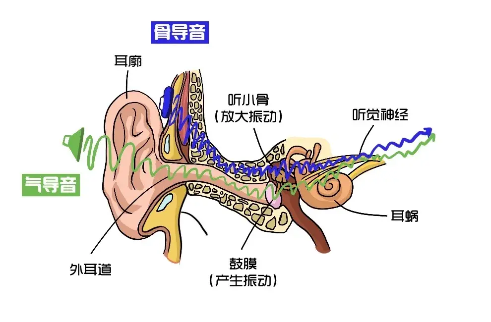 发语音和自己的声音哪个真实丨科普