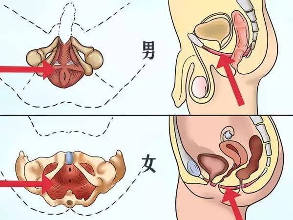 锻炼pc肌和提肛区别-1