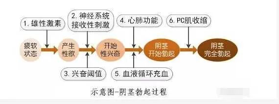 深蹲为什么能提高性功能-2