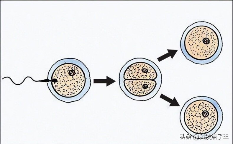 孩子长得像前男友有科学依据吗？没成功的精子去了哪里丨科普