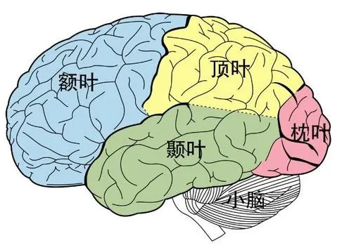 酒后乱性是真的吗？科学依据丨问答-1