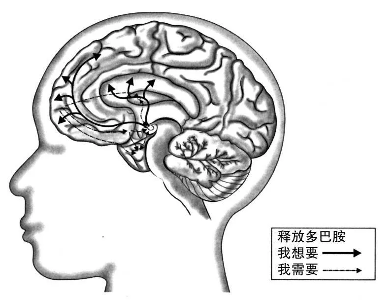 为什么要追逐内啡肽，拒绝多巴胺？-1