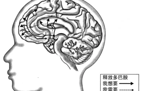 为什么要远离多巴胺 寻找内啡肽？