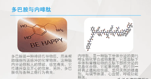 内啡肽和多巴胺的关系丨圈说-1