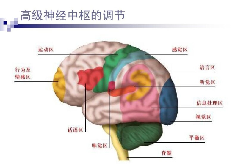 新研究显示，男性当爹后大脑皮层会萎缩！