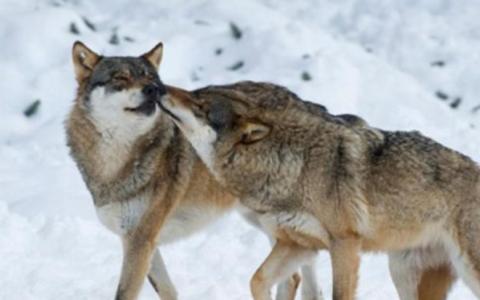 为选出最佳配偶,雌性动物有多“挑剔”?性选择:交配并不是终点