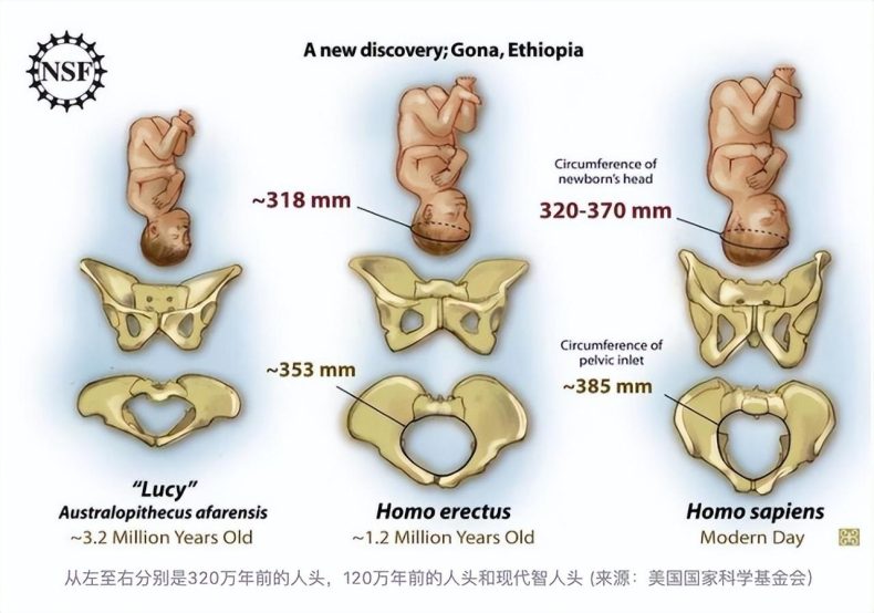 地球生物中，为何人类女性会进化出狭窄扭曲的产道？直立行走代价