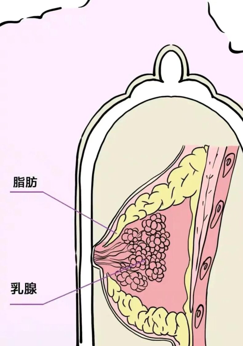 为什么女生的胸“忽软忽硬”？