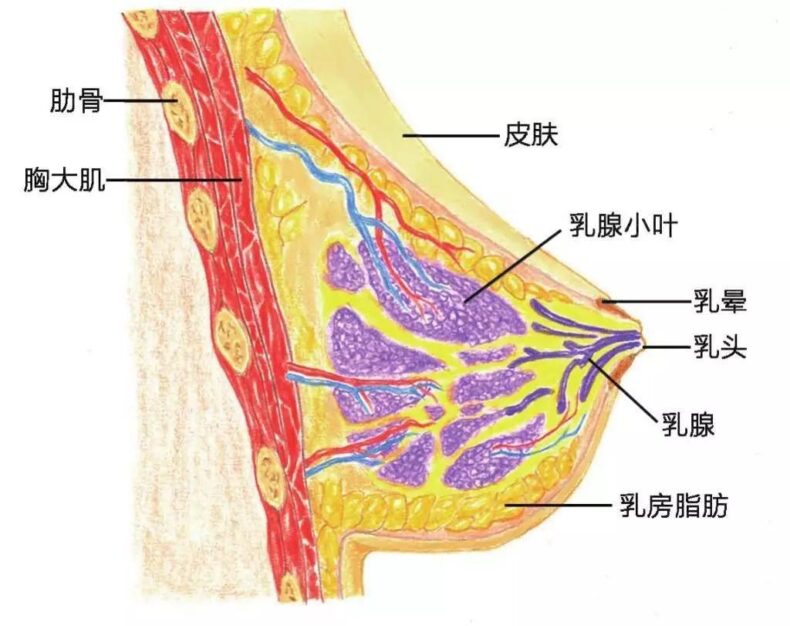 为什么女生胸部有些柔软的像面包，有的硬得像馒头？终于有答案了