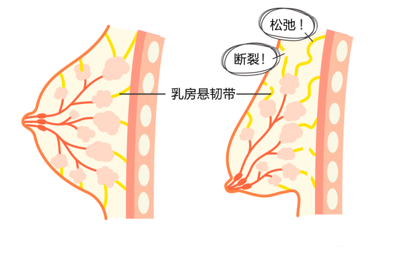 为什么女生胸部有些柔软的像面包，有的硬得像馒头？终于有答案了