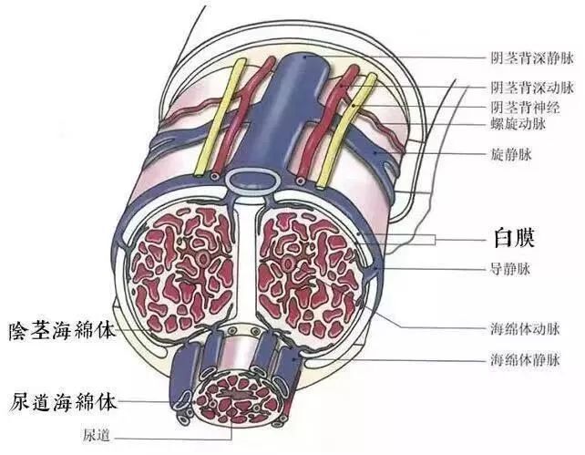 完美的丁丁到底长啥样丨话题