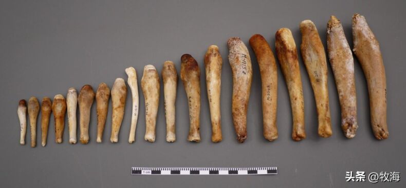 人类丁丁曾长有骨头，为何在进化中丢失了，丁丁长骨头？