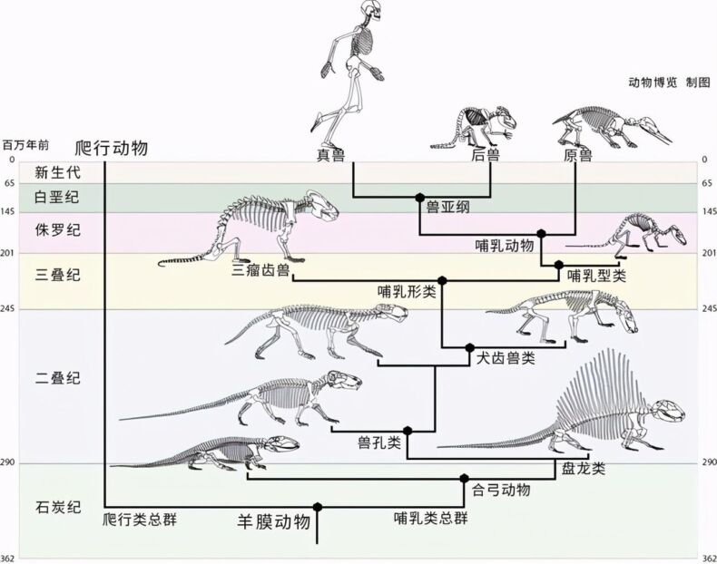 千奇百怪的动物丁丁：一切繁殖为主,鲨鱼就有两根丁丁